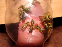 Wasps sting cock